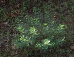 Indigofera cryptantha image