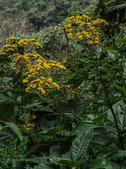 Dendrophorbium