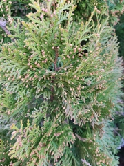 Cupressus × leylandii