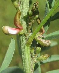 Indigofera cryptantha image