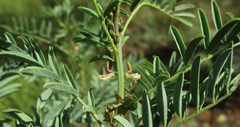 Indigofera cryptantha image