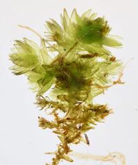 Rhynchostegium