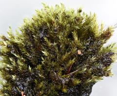 Rhynchostegium