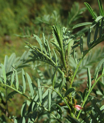 Indigofera cryptantha image