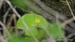 Nymphoides thunbergiana