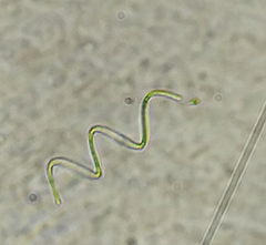 Arthrospira platensis