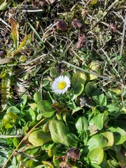 Bellis perennis