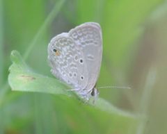 Euchrysops malathana