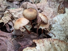 Marasmius cohaerens lachnophyllus