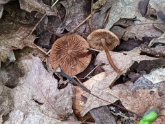 Marasmius cohaerens lachnophyllus