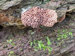 Tubifera ferruginosa acutissima