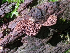 Tubifera ferruginosa acutissima