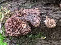 Tubifera ferruginosa acutissima