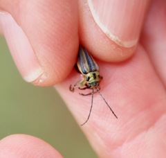 Trirhabda luteocincta