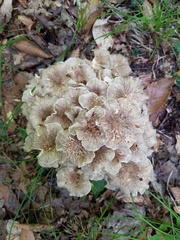 Polyporus umbellatus