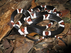 Rhinobothryum lentiginosum