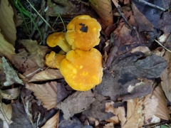 Cantharellus phasmatis