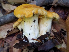 Cantharellus phasmatis