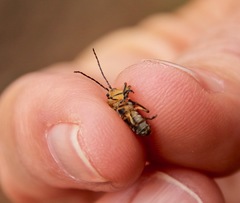 Trirhabda luteocincta