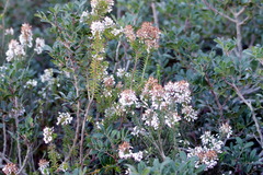 Erica multiflora