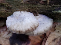 Postia tephroleuca