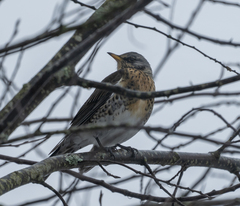 Turdus pilaris