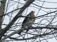 Turdus pilaris