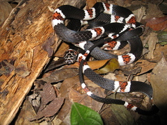 Rhinobothryum lentiginosum