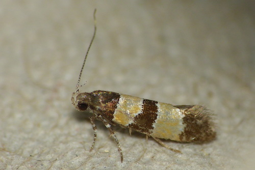 Goidanichiana jourdheuillella