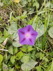 Ipomoea stans