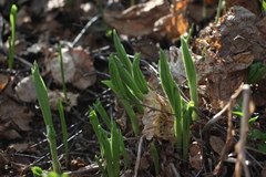 Cypripedium calceolus