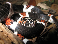 Rhinobothryum lentiginosum