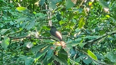 Lipaugus vociferans