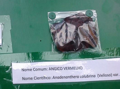 Anadenanthera colubrina