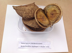Aspidosperma discolor