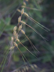 Loudetiopsis chrysothrix