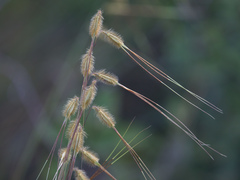 Loudetiopsis chrysothrix