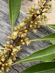 Sideroxylon salicifolium