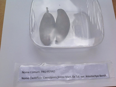 Libidibia ferrea leiostachya