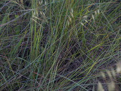 Loudetiopsis chrysothrix