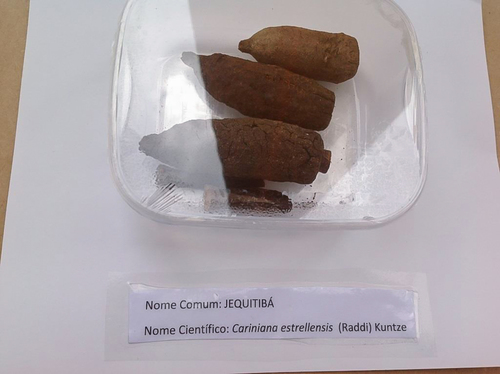 Cariniana legalis (Cariniana legalis)