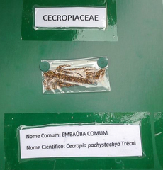 Cecropia pachystachya