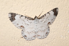 Epimecis anonaria