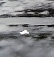 Prionailurus bengalensis