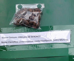 Enterolobium contortisiliquum