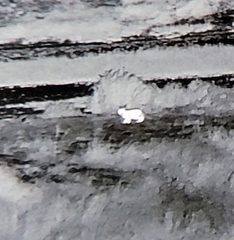 Prionailurus bengalensis