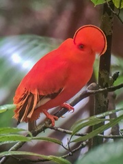Rupicola rupicola