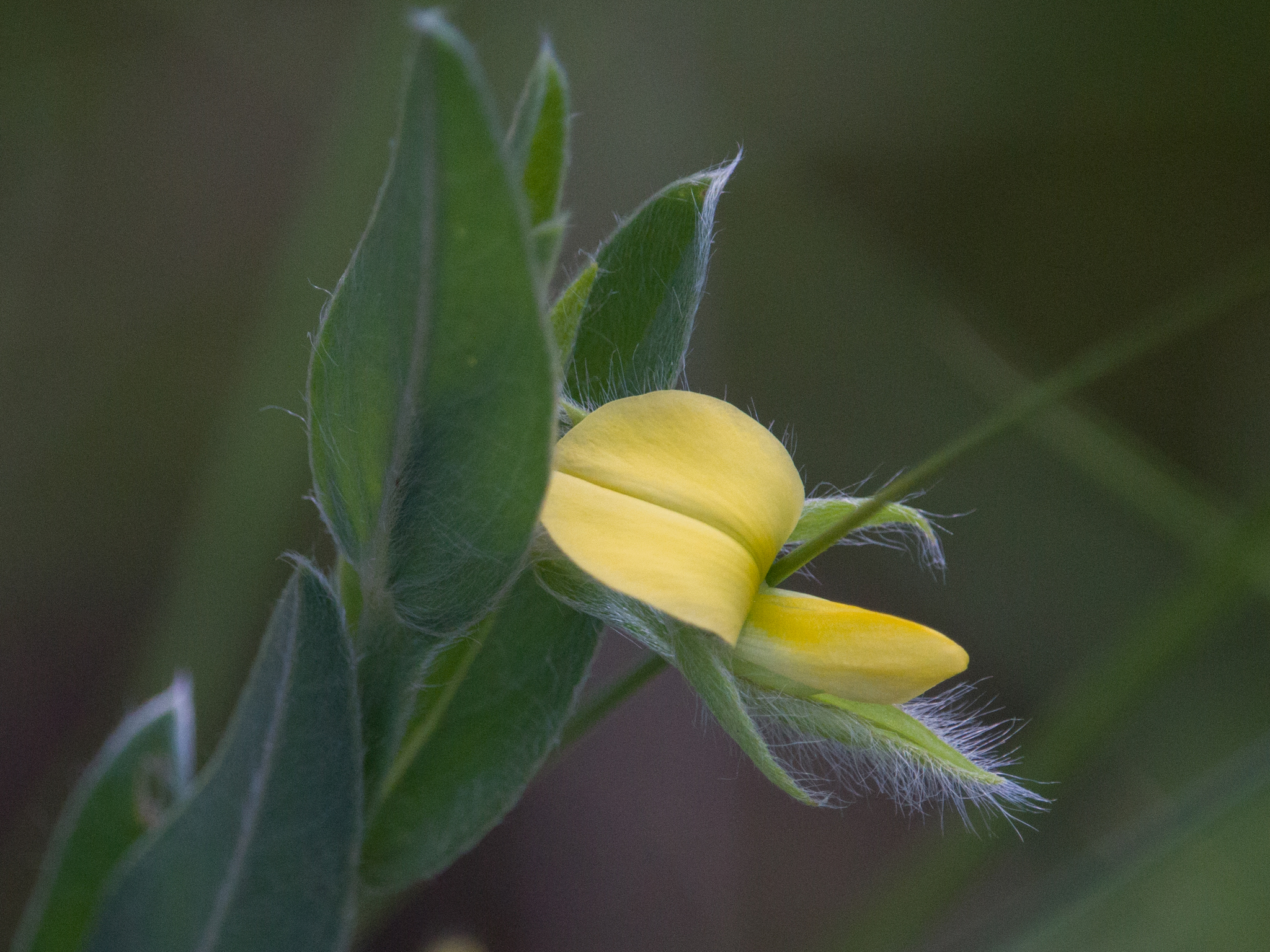 Crotalaria velutina