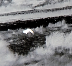 Prionailurus bengalensis