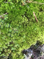 Dicranum